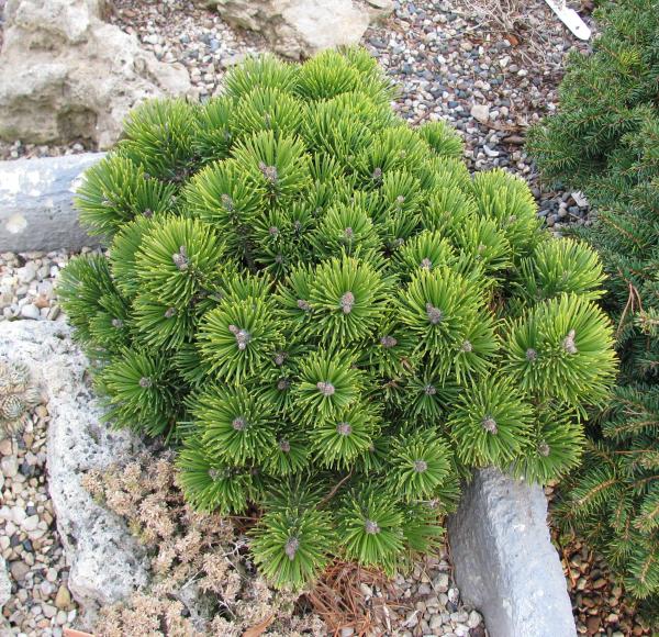Pinus mugo 'Sharwood Compact'