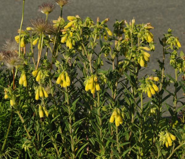 Onosma cinerea