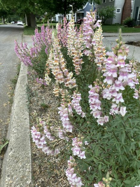 Peak spring bloom from my hardy snapdragon hybrids.