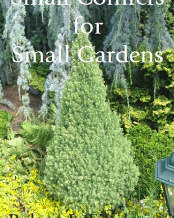 Small Conifers for Small Gardens book cover