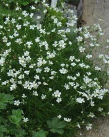 Minuartia laricifolia