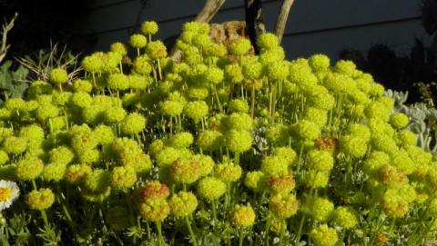 Eriogonum douglasii var. meridionale Eriogonum douglasii var. meridionale