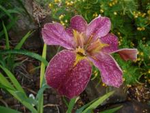 .pink Louisiana Iris
