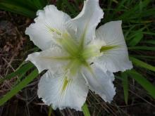White La iris hybrid
