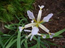 Iris halophila.