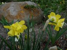 Narcissus 'Intrigue' 7 YW