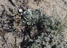 Physaria didymocarpa, Artemisia, Kootenay Plains