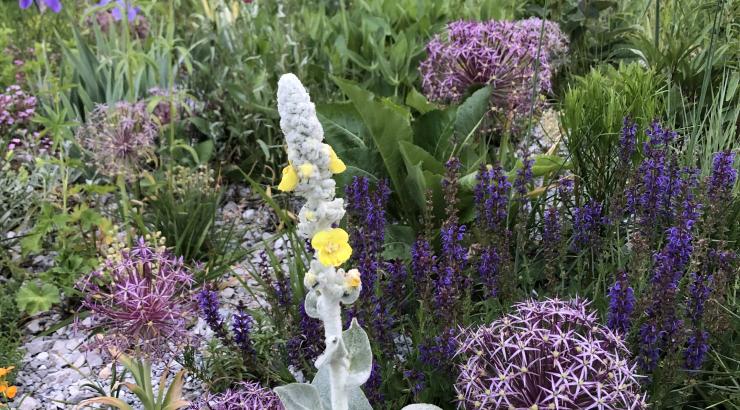 Verbascum bombyciferum, Allium christophii,  and Salvia nemorosa ‘May Night Strain’