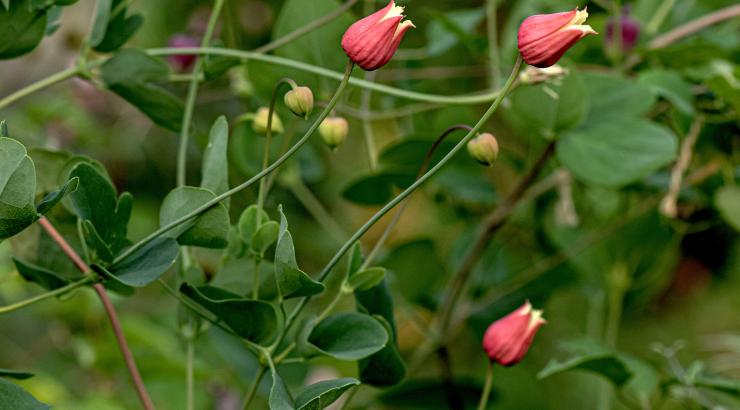 Clematis texensis Photo by Alla Olkhovska