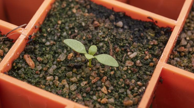 Penstemon petiolatus ten days after germinating after  being treated with smoke water.