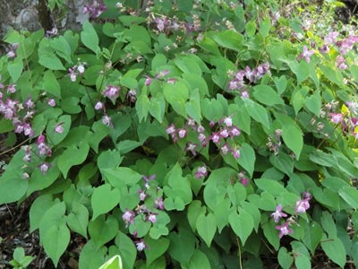 Epimedium