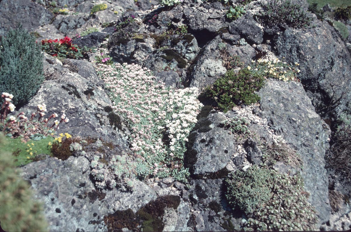 Eunomia Oppositifolia