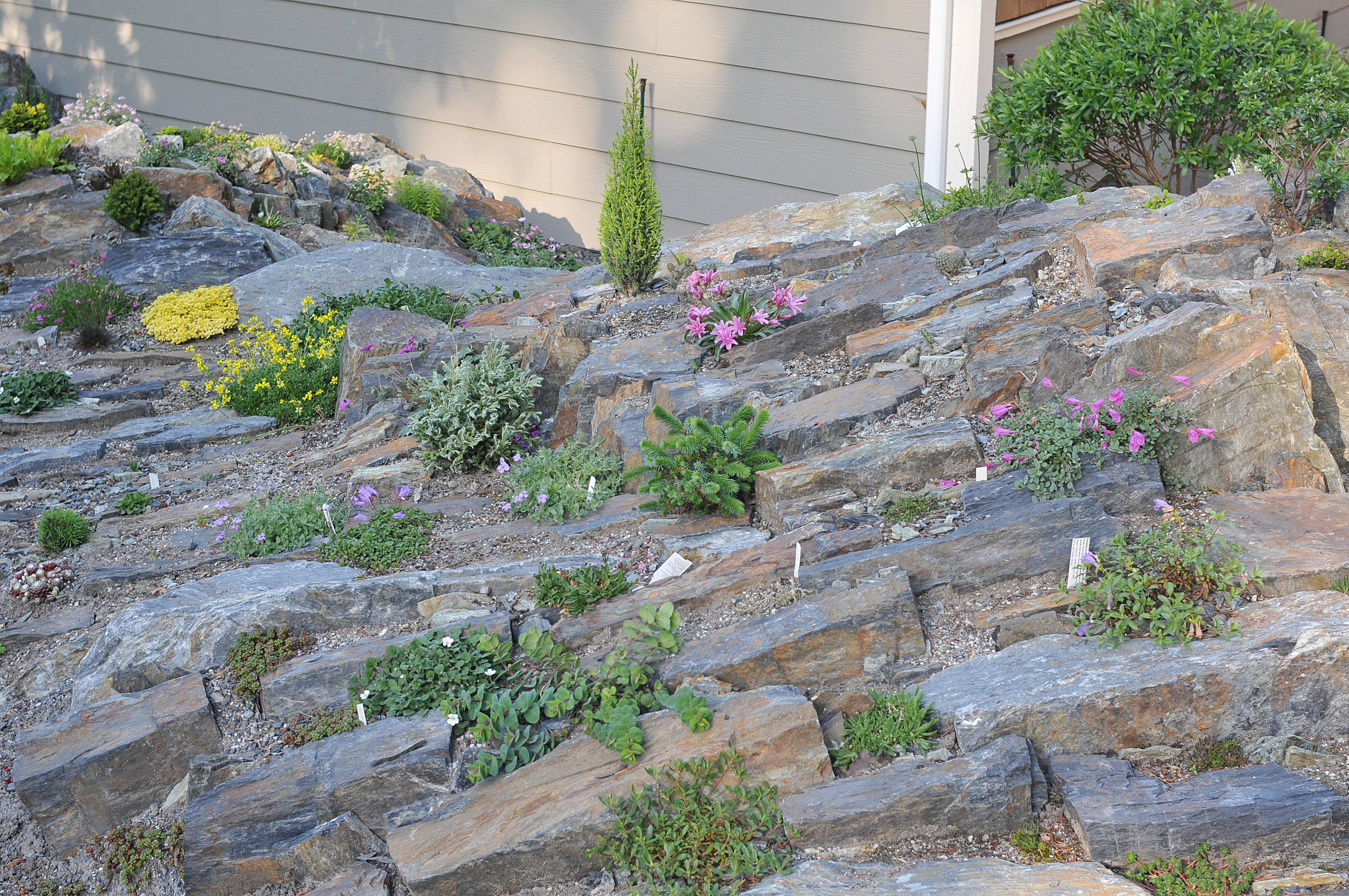 Spriggs Crevice Garden BC