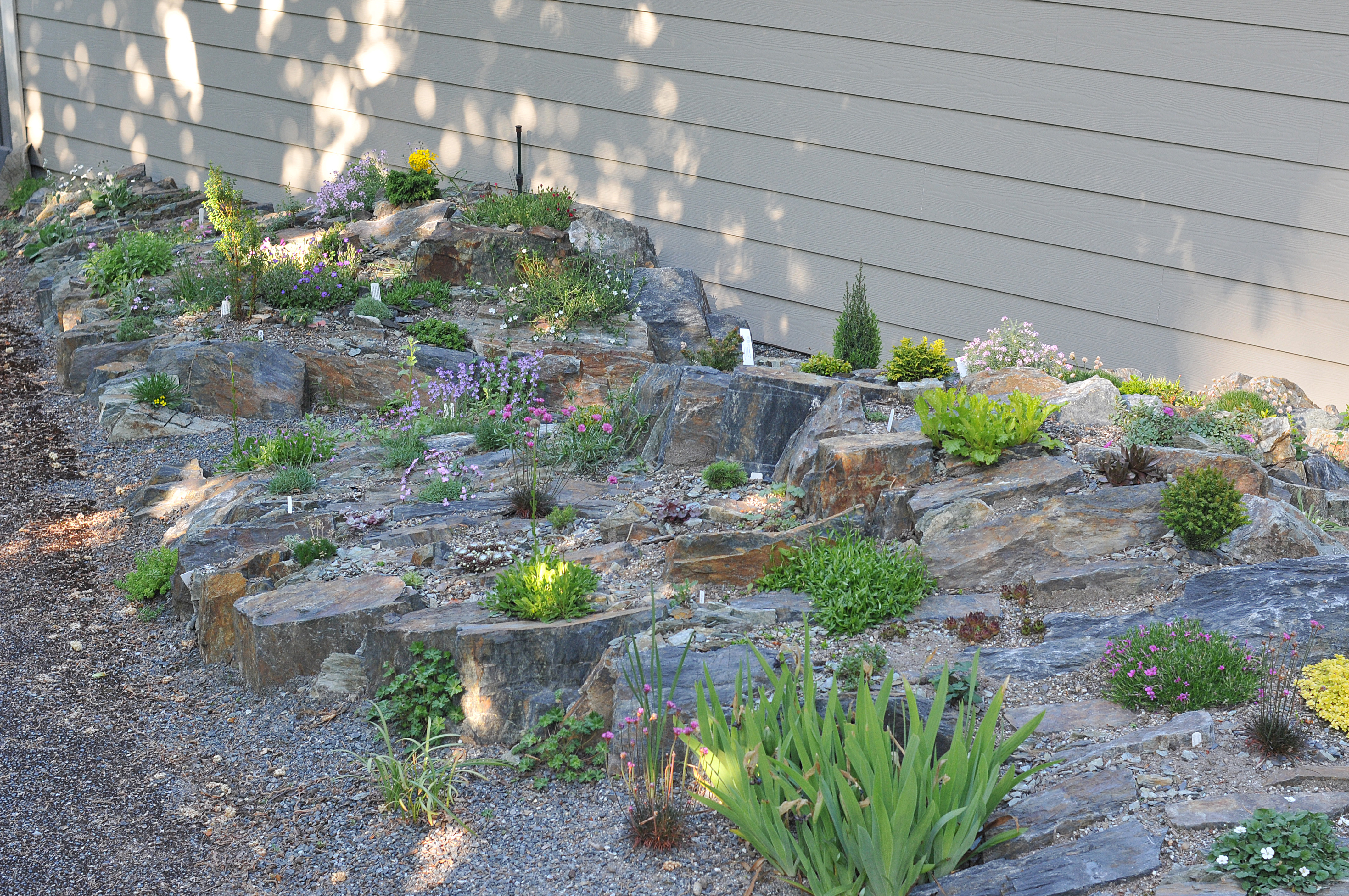 Spriggs Crevice Garden BC