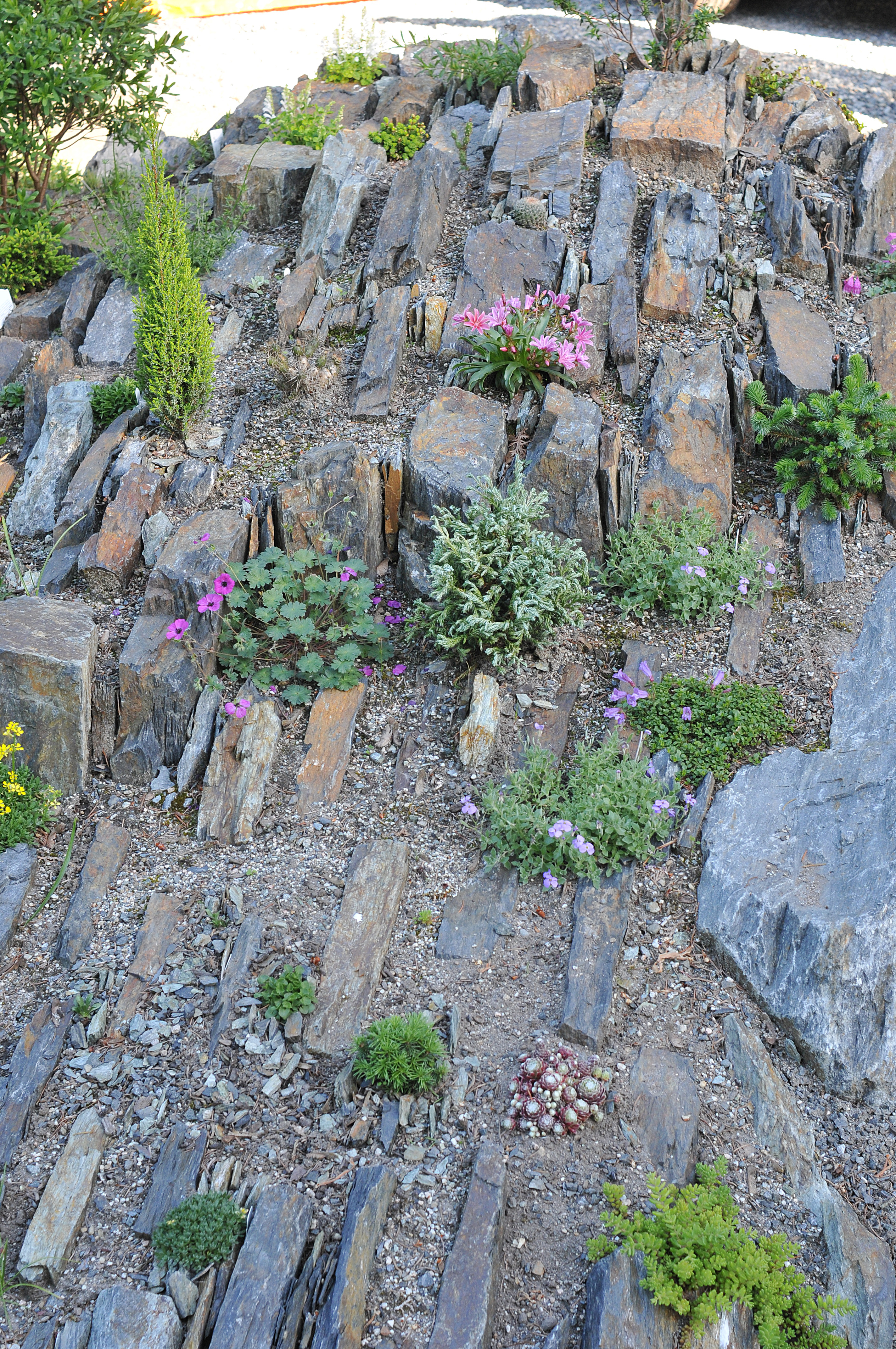 Spriggs Crevice Garden BC