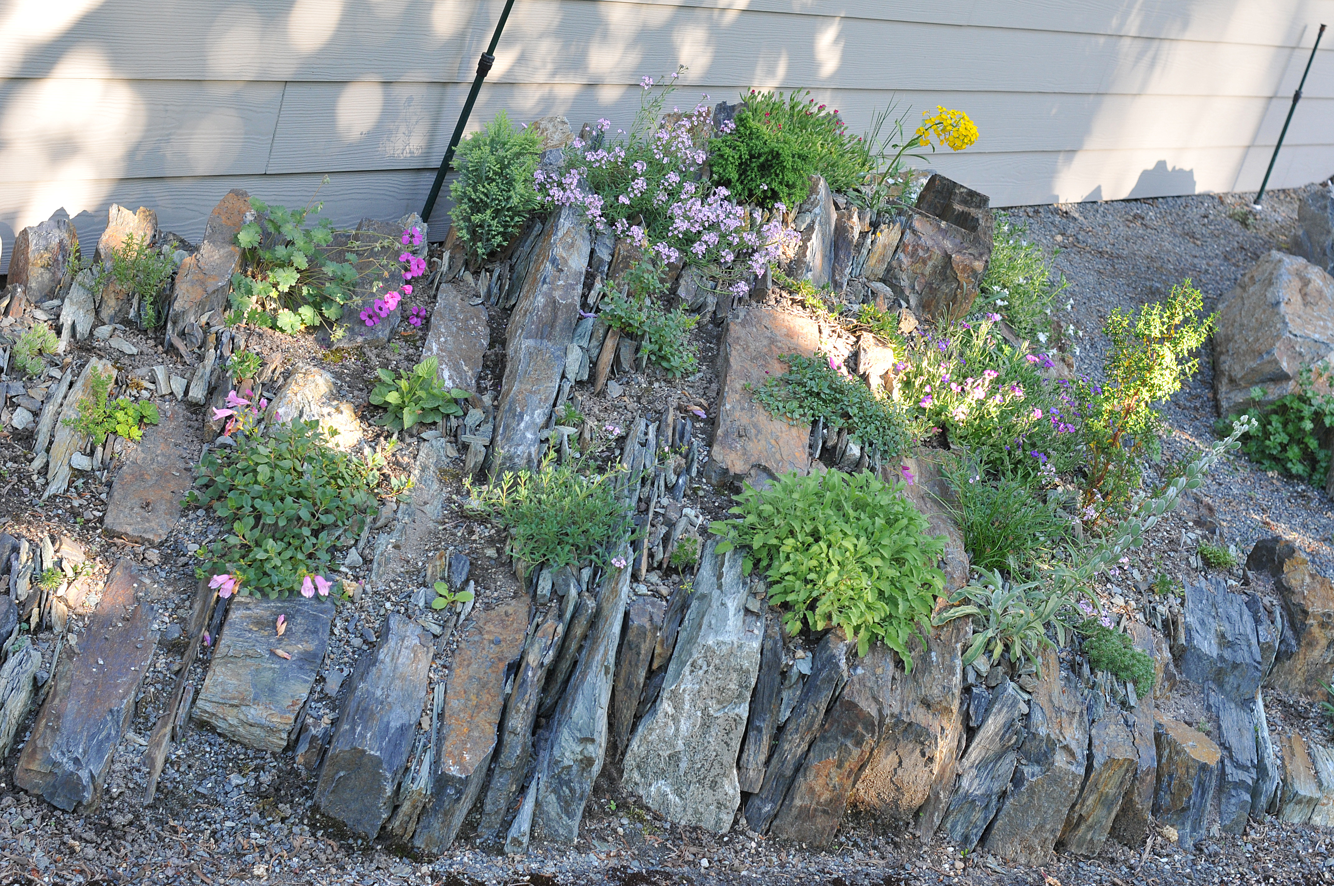 Spriggs Crevice Garden BC