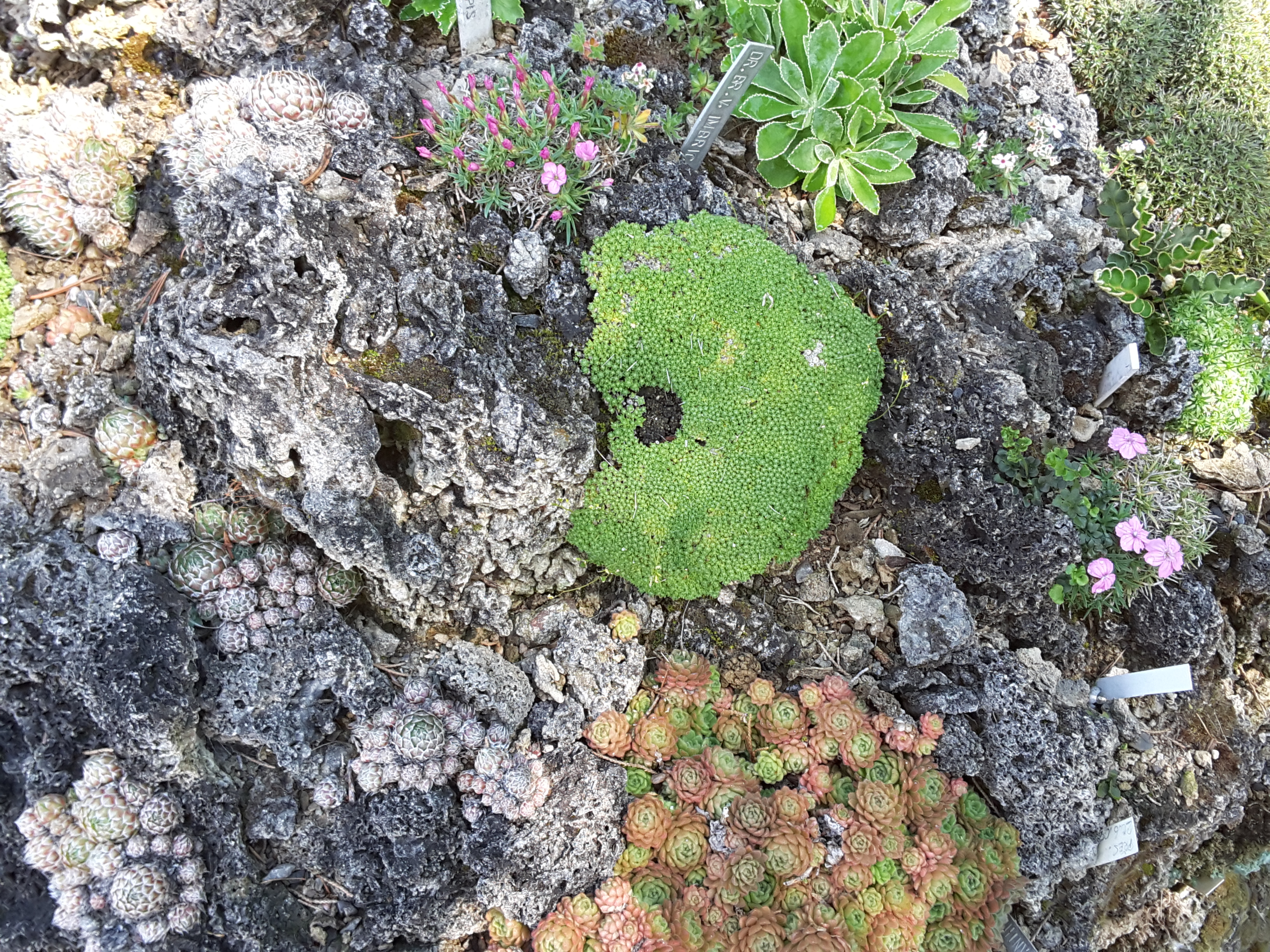 Cepicka Tufa with Sempervivum