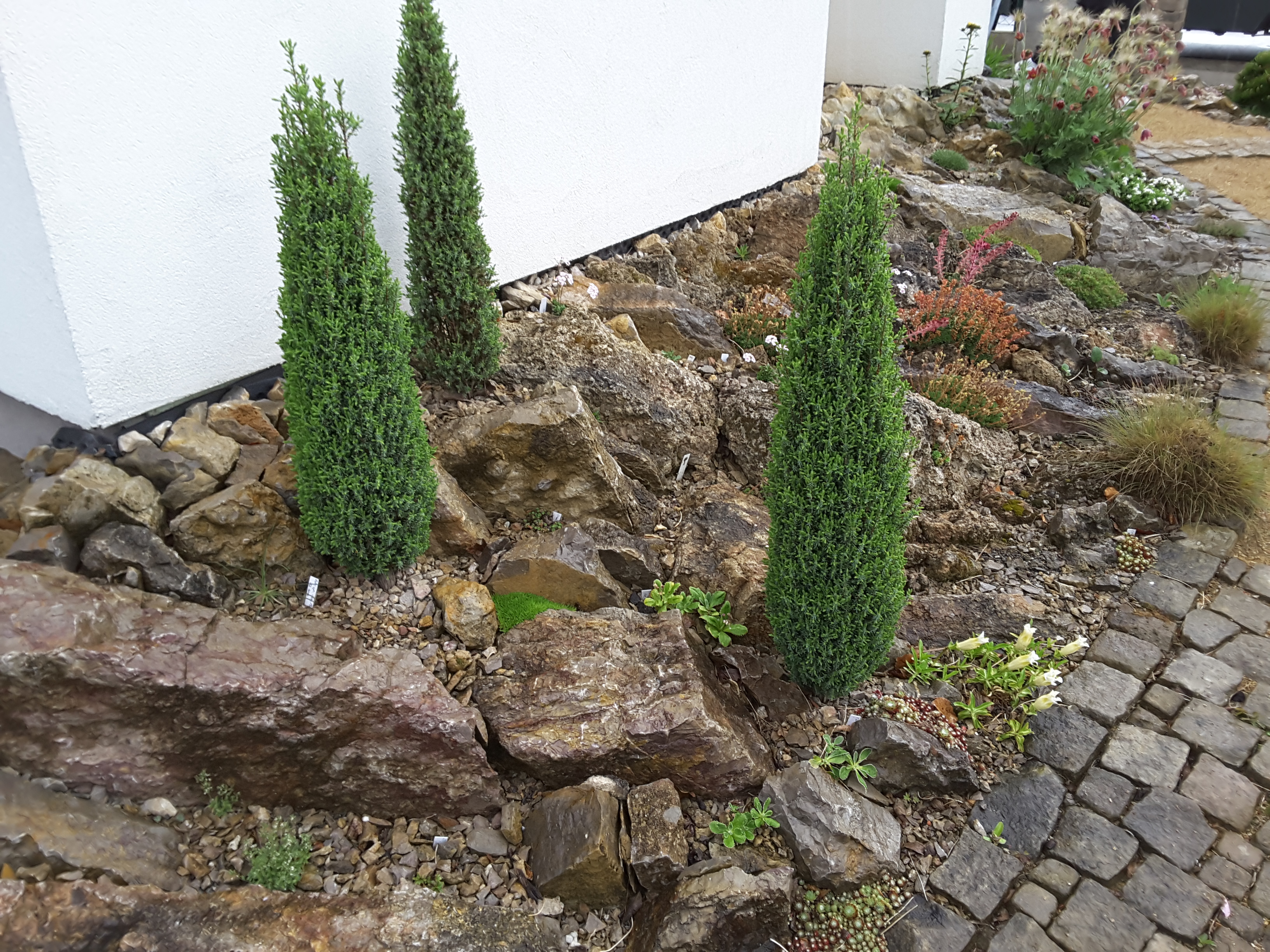 Brejnik Small Crevice Garden