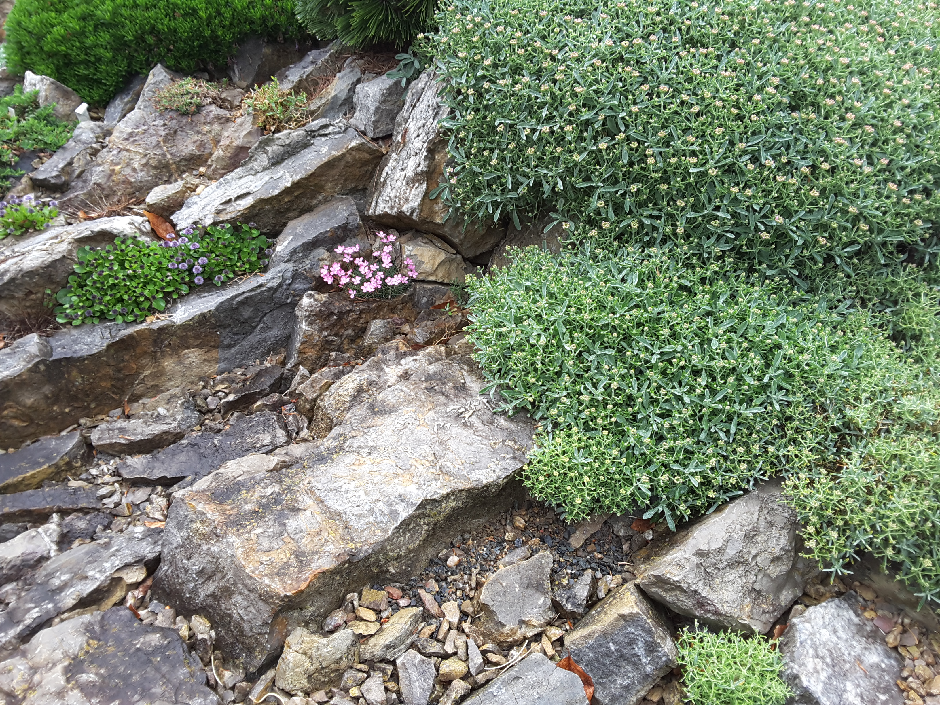 Brejnik Crevices Close up