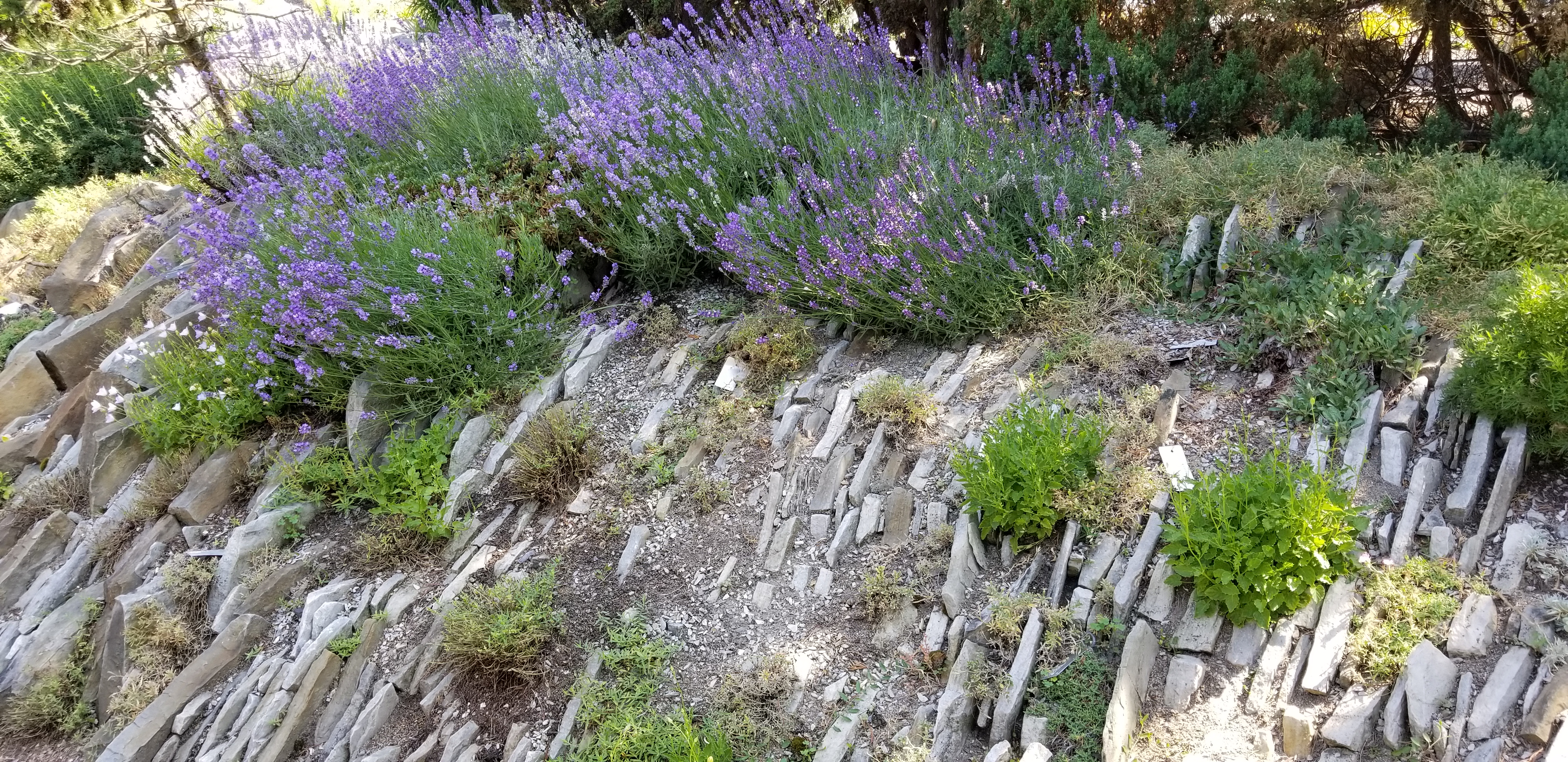 Lavender in the Alpine Garden