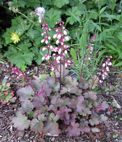 Heuchera 'Petite Ruby Frills', photo by Lori Skulski