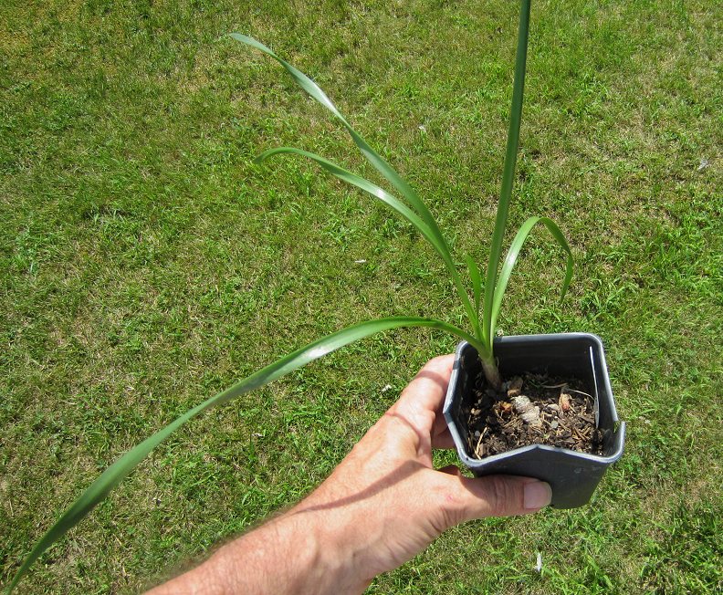 Allium (NOT A. tanguticum) senescens ssp. montanum