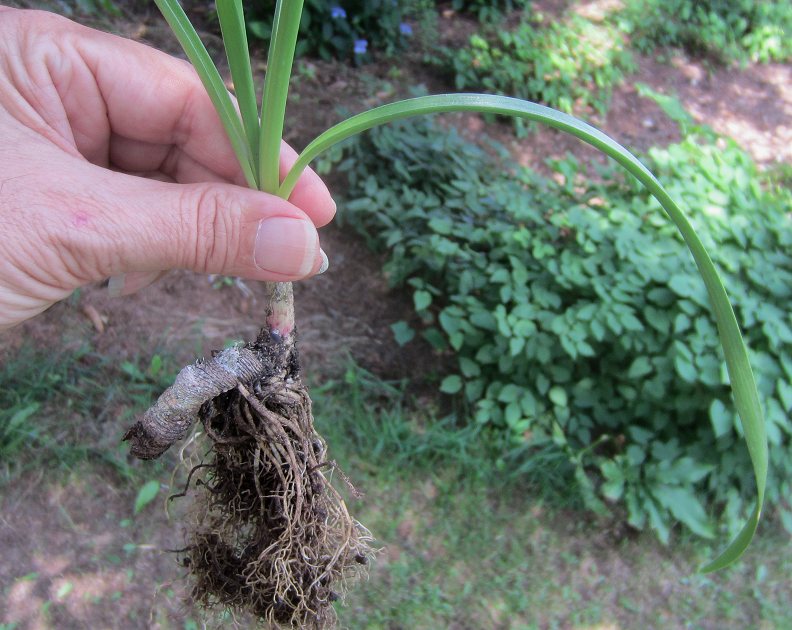 Allium (NOT A. tanguticum) senescens ssp. montanum (notice rhizome)