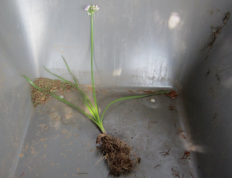 Allium (NOT A. tanguticum) senescens ssp. montanum (in the wheelbarrow, ready to compost)