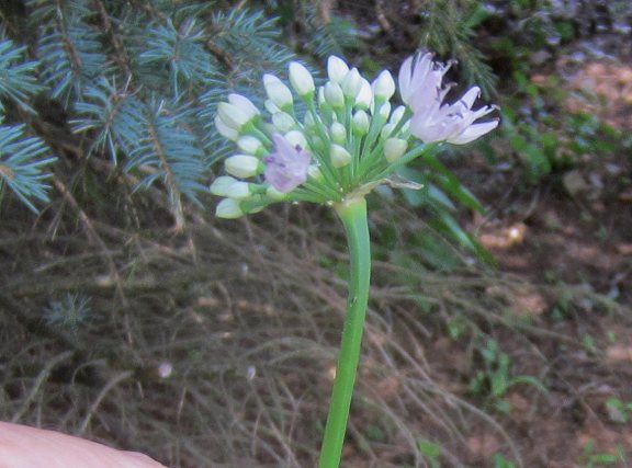 Allium (NOT A. tanguticum) senescens ssp. montanum (this one has inferior flowers)