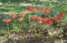Lycoris Radiata Lycoris Radiata