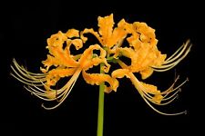 Lycoris Aurea Lycoris Aurea
