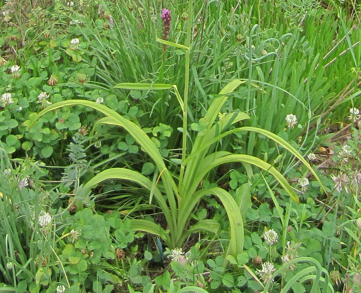 Melanthium latifolium - basal foliage