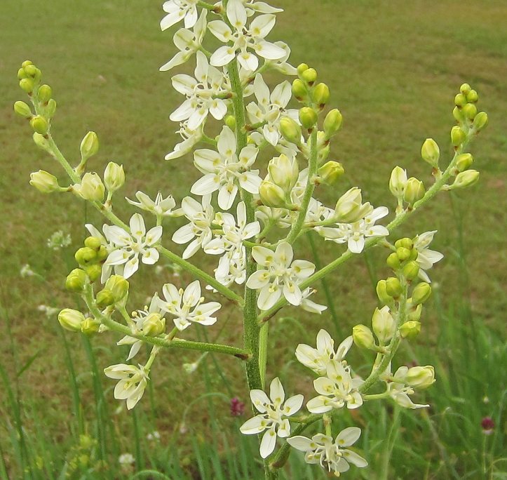 Melanthium latifolium - close up