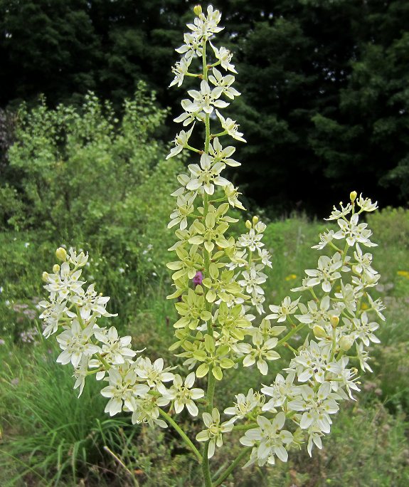 Melanthium latifolium