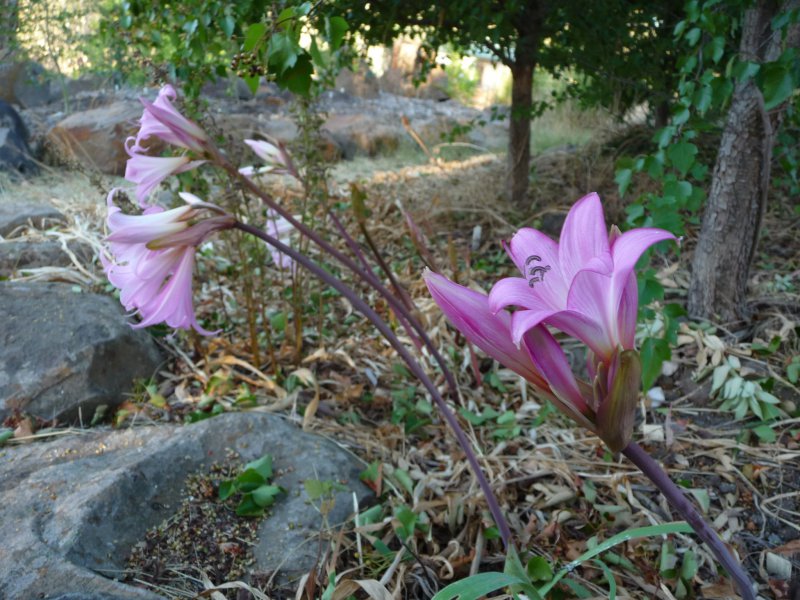 Amaryllis belladonna seedlings in flower Amaryllis belladonna seedlings in flower