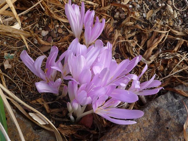 Colchicum cilicium - pale form