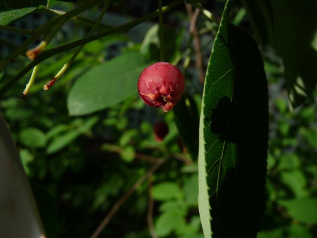 Amelanchier fruit.Nov 29, 2014
