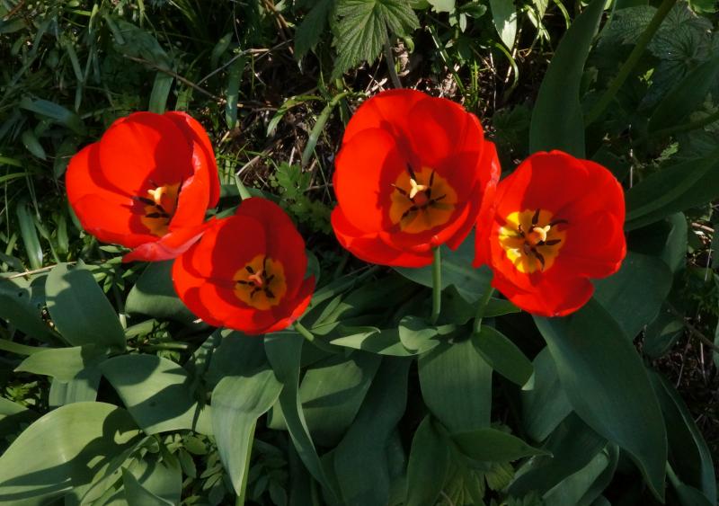 Tulip red