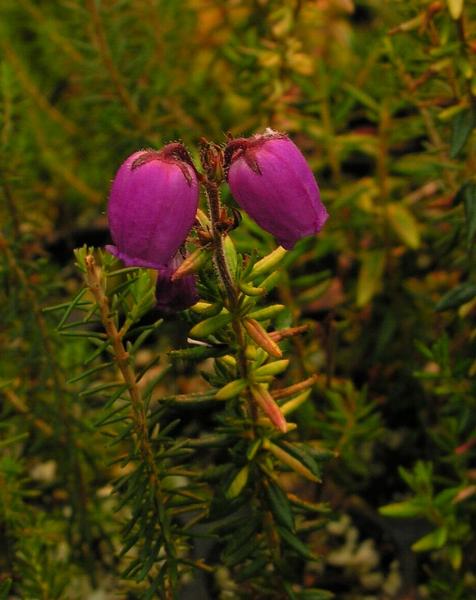 Daboecia catabrica 'Variegata'