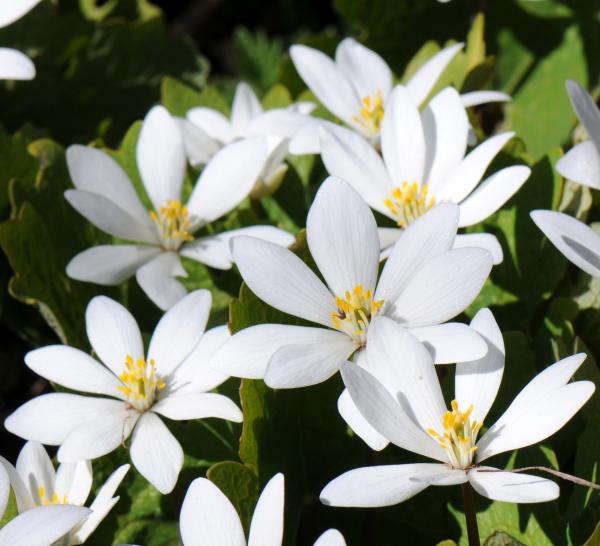 Sanguinaria canadensis