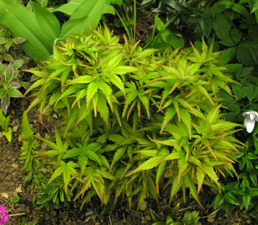 Acer palmatum 'Sharp's Pygmy'