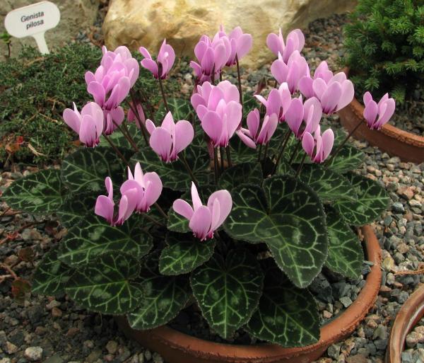 Cyclamen graecum