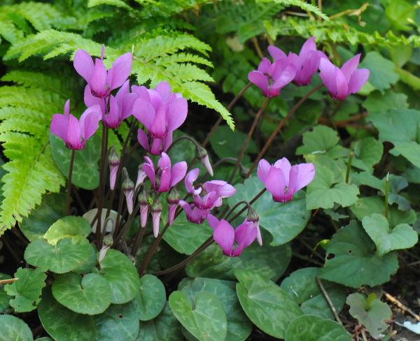 Cyclamen purpurascens