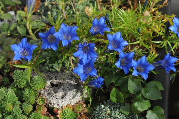 Gentiana sino-ornata