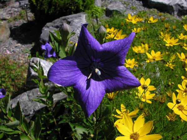 Platycodon grandiflorum