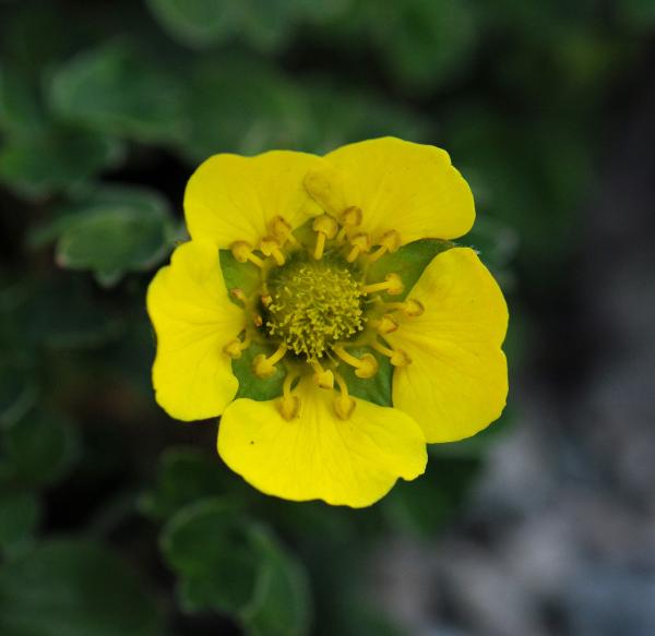 Potentilla cuneata