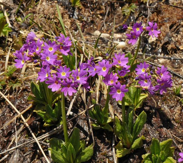 Primula auriculata in the wilds of the Greater Caucasus