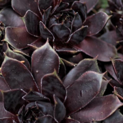 'Patent Leather Shoes'