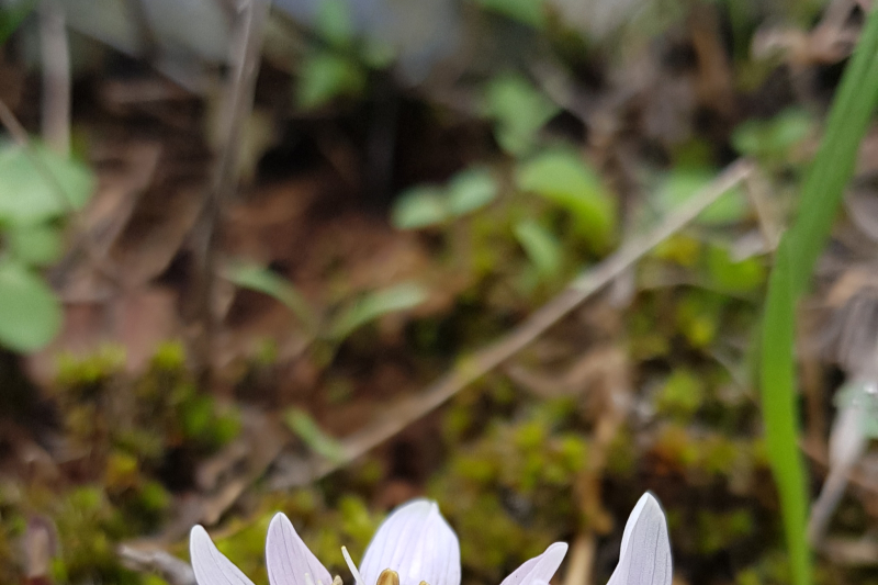 Colchicum cretense