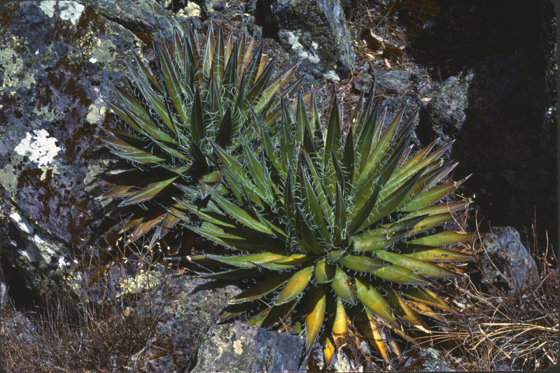 Agave filifera
